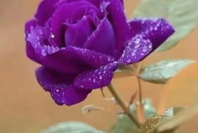 פאזל של imagens