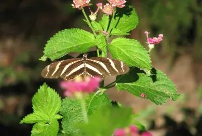 Primavera en Chipinque