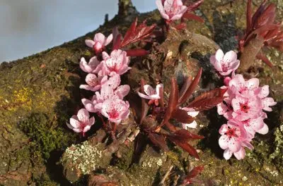 פאזל של images