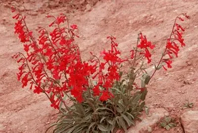 פאזל של fleurs