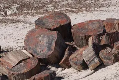 פאזל של Petrified Forest