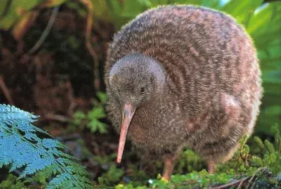 Kiwi de Nueva Zelanda