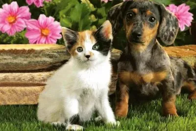 Gatito y perrito en el jardÃ­n