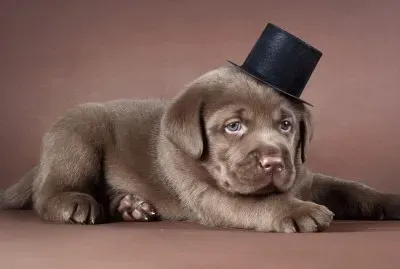 Cachorro-labrador-Sombrero.