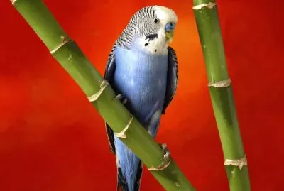 Colorido-Periquito.