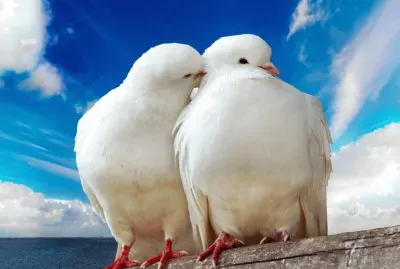 Fotografico-Palomas.