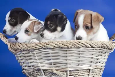 Perros-cachorros-Cesta.
