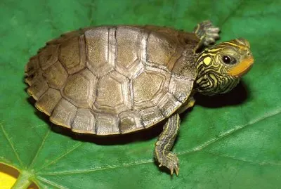 Tortuga-Hoja-Shell.