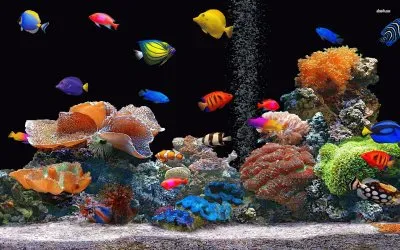 פאזל של FONDO DE MAR