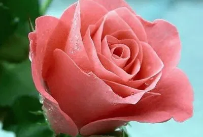 פאזל של imagens