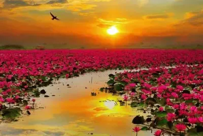 פאזל של imagens