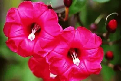 פאזל של imagens