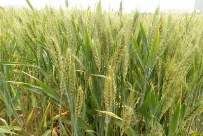 èŠ±4 jigsaw puzzle