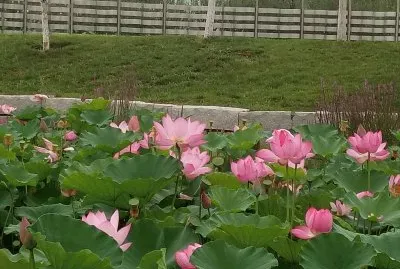 פאזל של èŠ±7