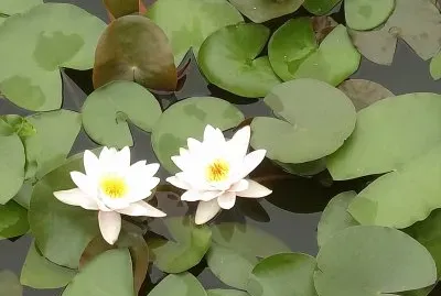 פאזל של èŠ±9