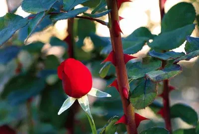 פאזל של botÃ³n de rosa