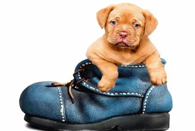 Cachorro Perro- Lindo.