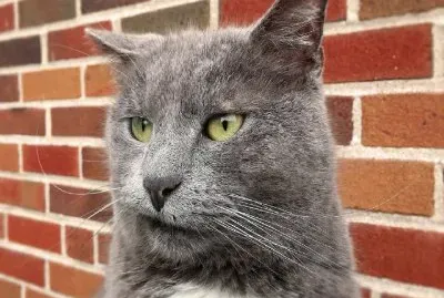 פאזל של Gato-Cara,Mascota