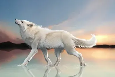 Lobo en un atardecer