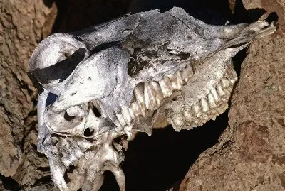 פאזל של images