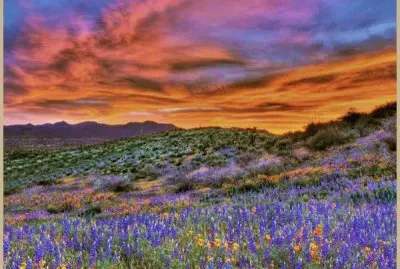 פאזל של spring in the desert