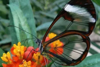 פאזל של butterfly glass