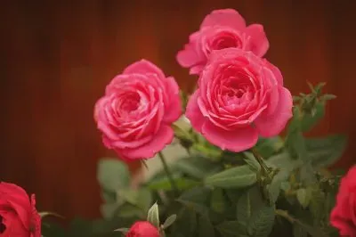 פאזל של Rosas vermelhas