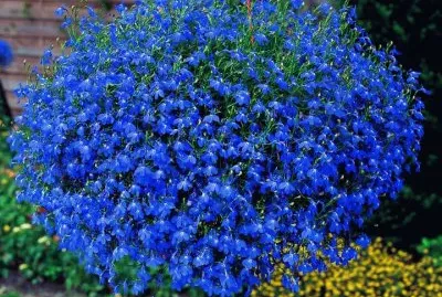 פאזל של imagens