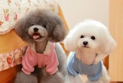 פאזל של imagens