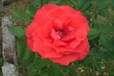 פאזל של Rosa 2