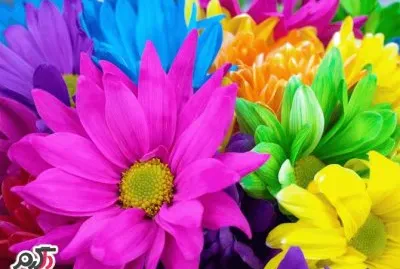 Flores de colores