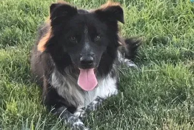 samson jigsaw puzzle