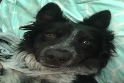 also samson jigsaw puzzle