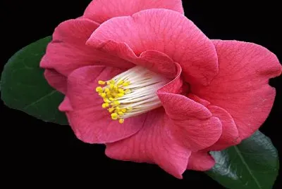 Flor- GrÃ¡ficos
