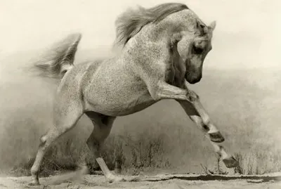 פאזל של running horse