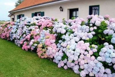 imagens jigsaw puzzle