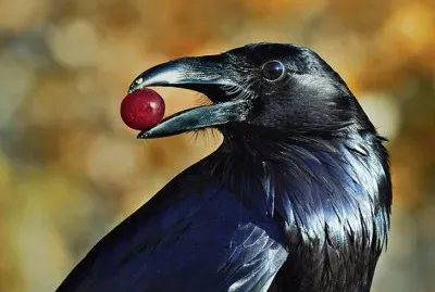 Cuervo comiendo una cereza