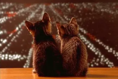 Gatitos al anochecer