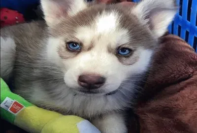 â™¥ jigsaw puzzle