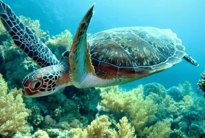 Tartaruga Marinha