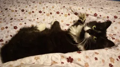 Surprised cat jigsaw puzzle