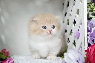 imagens jigsaw puzzle