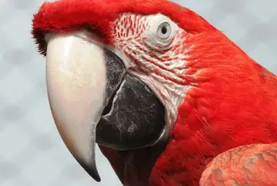 Guacamayo- Ave, colorido