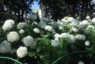 flores blancas