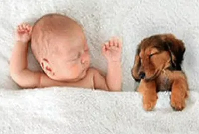 sleeping-baby-puppy