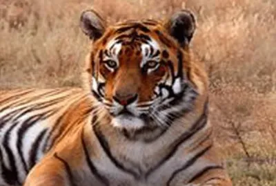 tiger