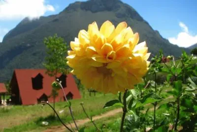 La cebolla
