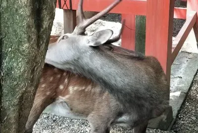 é¹¿ jigsaw puzzle