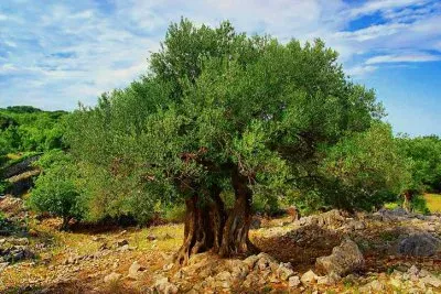 NATUREZA jigsaw puzzle