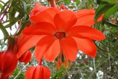 פאזל של imagens